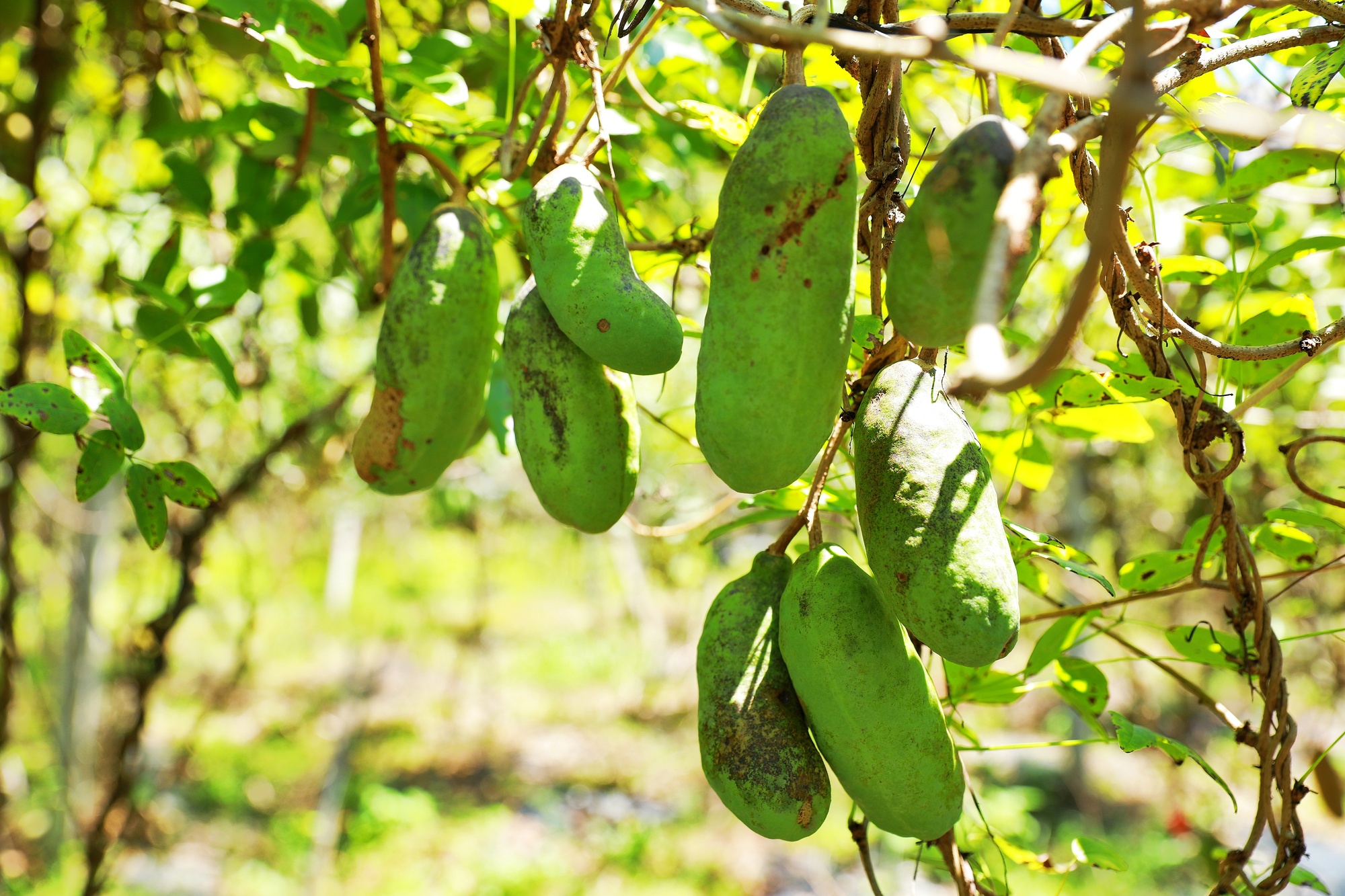 贵州剑河：八月瓜“甜蜜炸裂” 丰收喜悦满田园